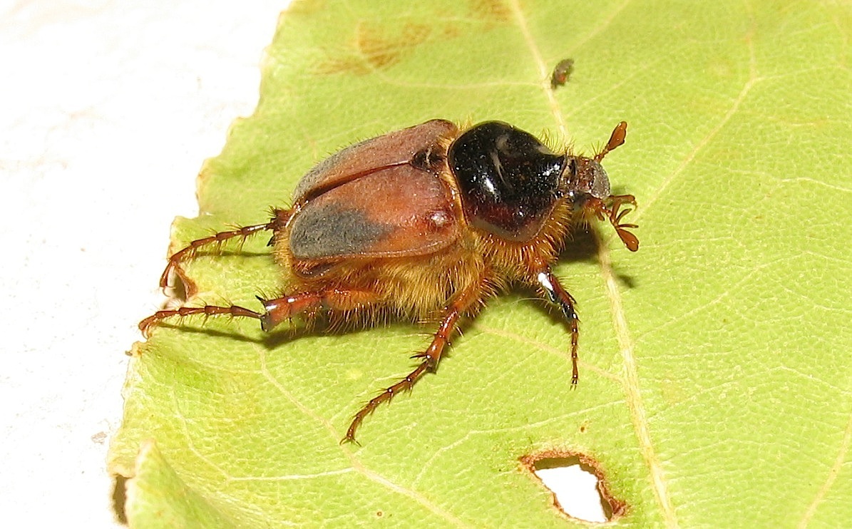 Pachypus candidae dalla Gallura